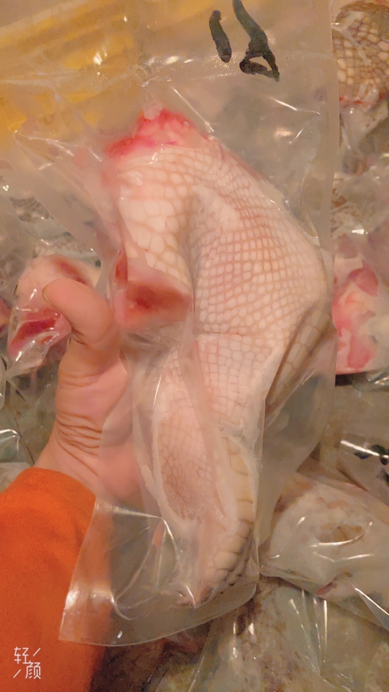 鳄鱼掌（酒店酒楼）专业批发经营资质齐全