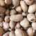 土豆种子已发芽黄皮黄心荷兰15号红皮黄心青薯9号量大优惠