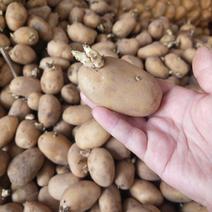 土豆种子已发芽黄皮黄心荷兰15号红皮黄心青薯9号量大