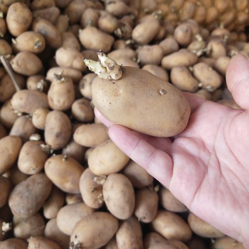 土豆种子已发芽黄皮黄心荷兰15号红皮黄心青薯9号量大优惠