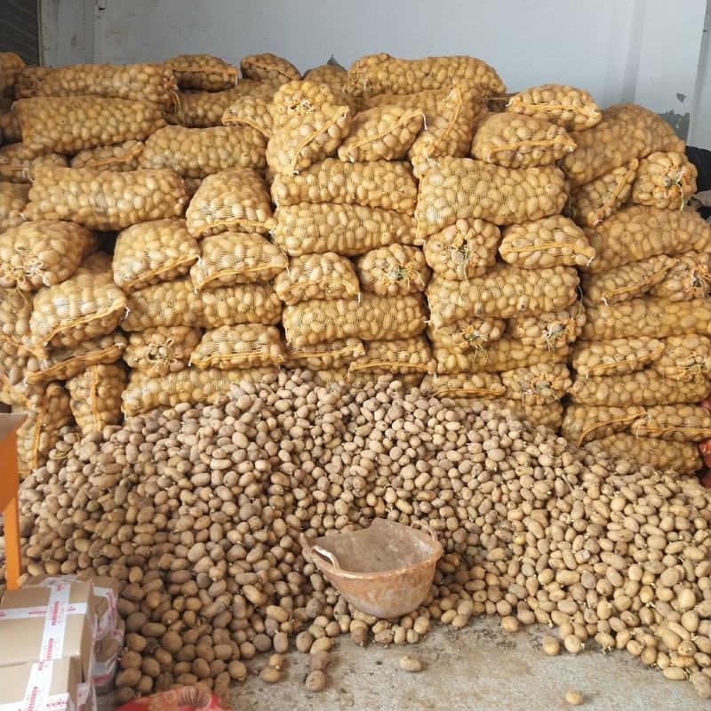 土豆种子已发芽黄皮黄心荷兰15号红皮黄心青薯9号量大优惠