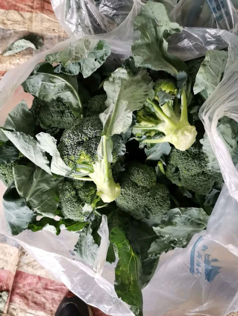 西兰花已经上市，质量非常ok