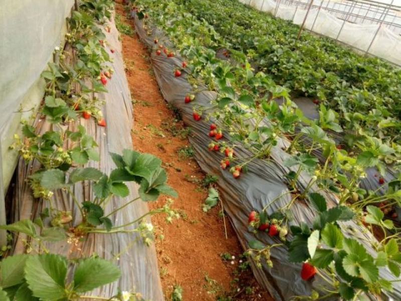 红颜大叶红颜青旗红颜草莓苗现挖现卖实地看苗