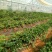 红颜大叶红颜青旗红颜草莓苗现挖现卖实地看苗