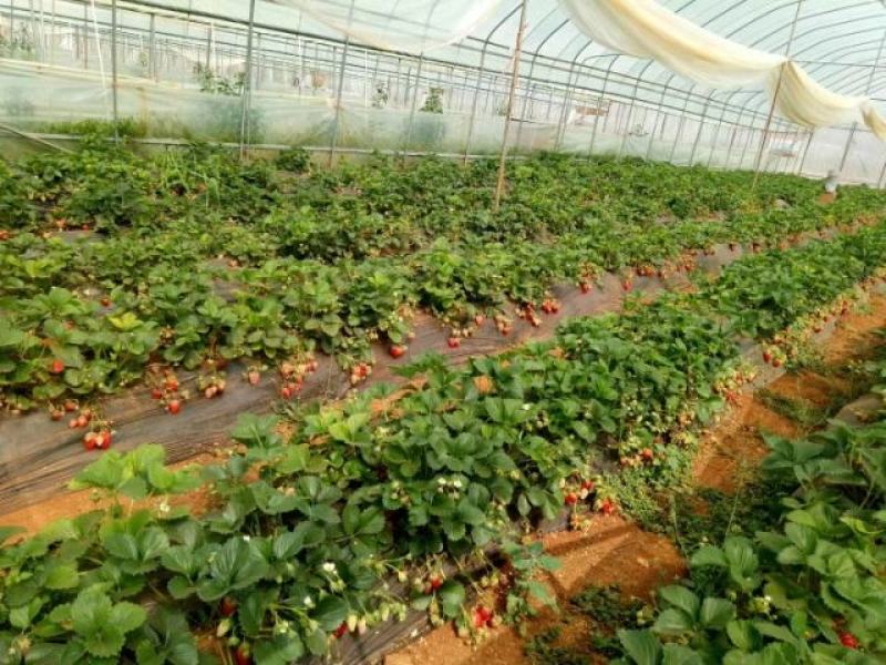 红颜大叶红颜青旗红颜草莓苗现挖现卖实地看苗