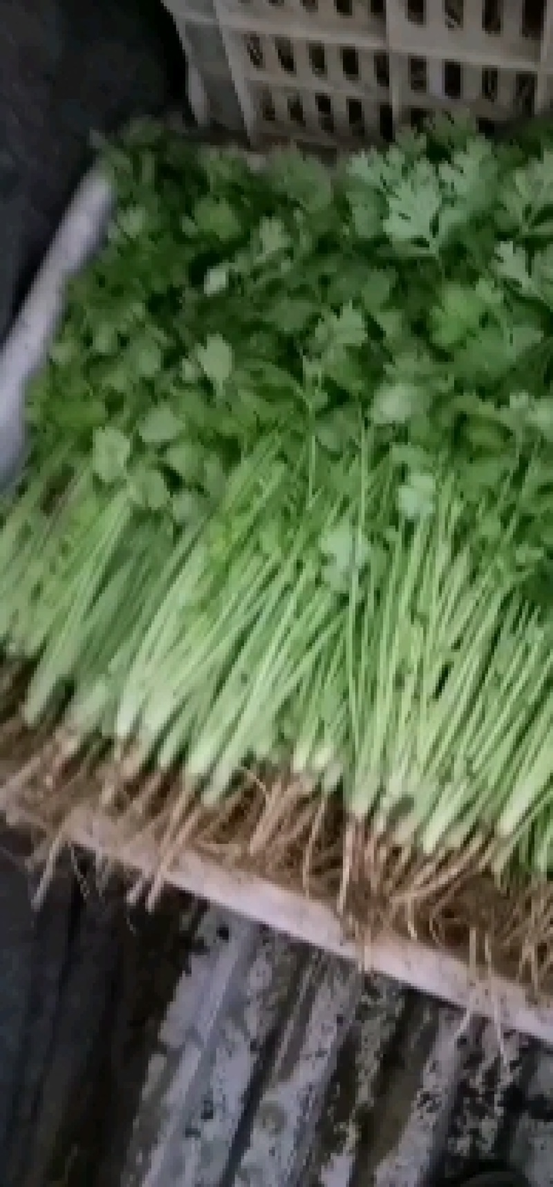 【实力】河南大叶香菜万亩基地直发质量保证价格实惠量大从优