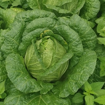 黄心白菜