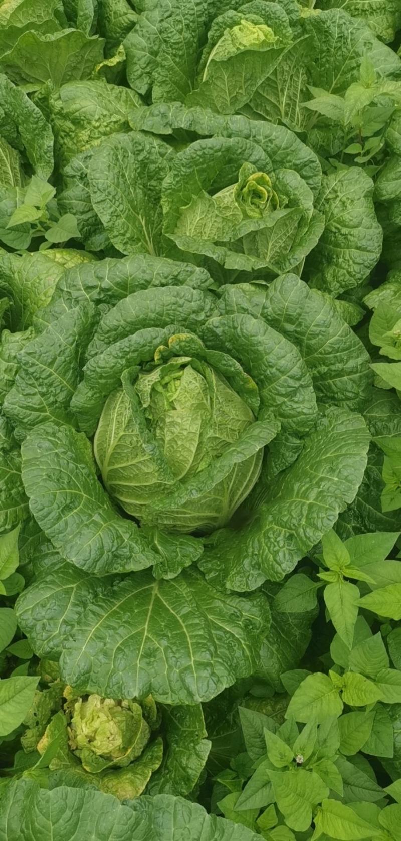 黄心白菜