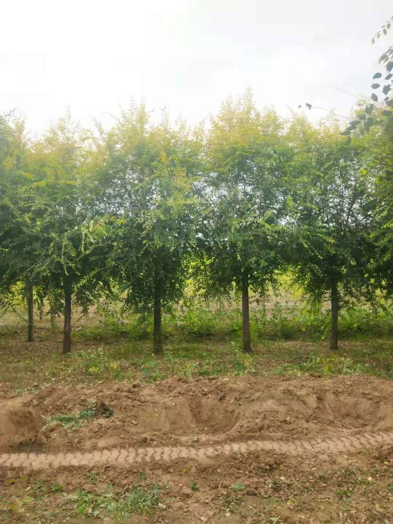 金叶榆16/17/18公分规格齐全大量出售自家苗圃一手货