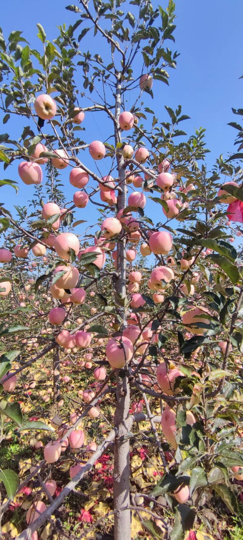 苹果