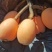 【一件代发】优质枇杷大量供应一手货源基地直供，支持电商发货