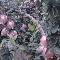 千亩苹果基地大量上市中