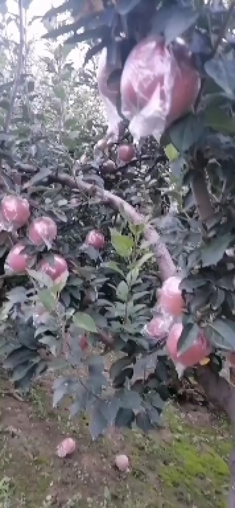 千亩苹果基地大量上市中