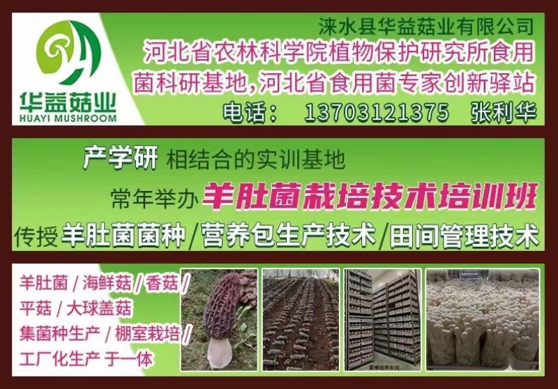羊肚菌菌种、营养包，火速预定，手慢排到明年再种了～～～
