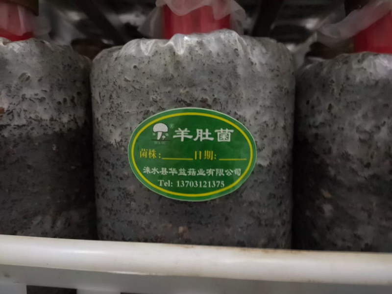 羊肚菌菌种、营养包，火速预定，手慢排到明年再种了～～～