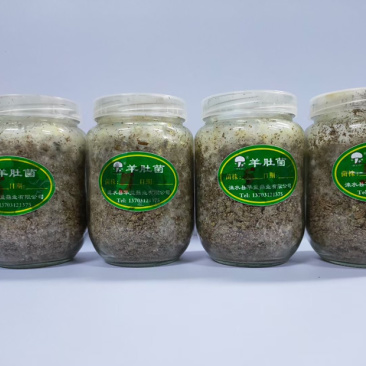 羊肚菌菌种、营养包，火速预定，手慢排到明年再种了～～～