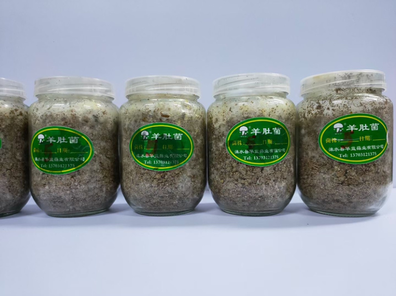 羊肚菌菌种、营养包，火速预定，手慢排到明年再种了～～～