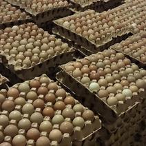 七彩野鸡蛋养殖场直供，常年供应不断货，量大！