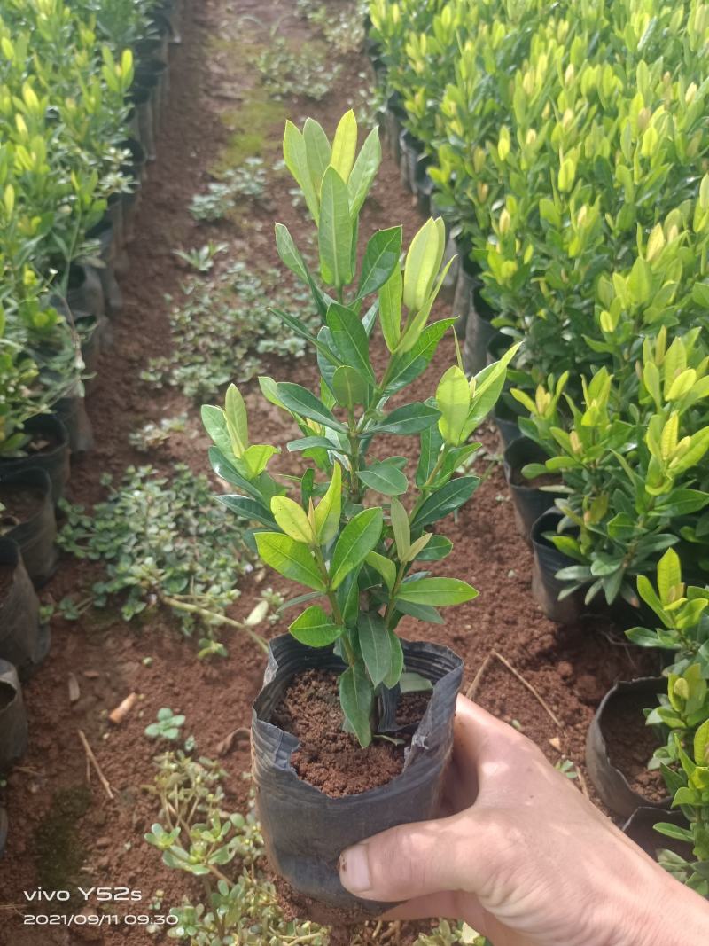 精品小叶龙船花，5万现货，