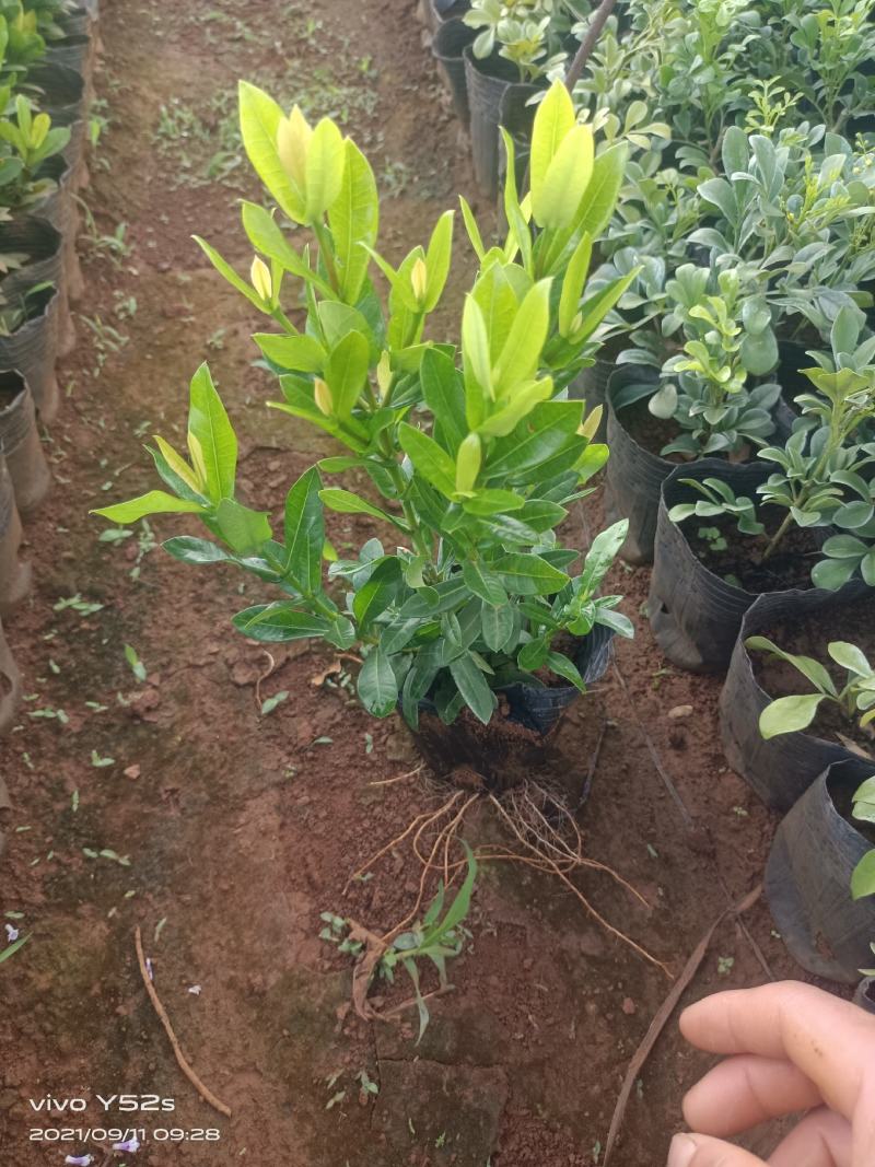 精品小叶龙船花，5万现货，