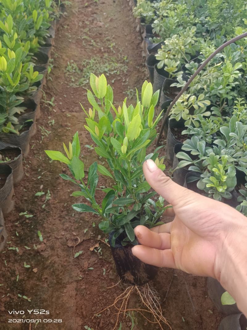 精品小叶龙船花，5万现货，