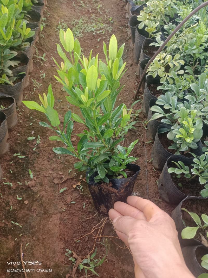 精品小叶龙船花，5万现货，