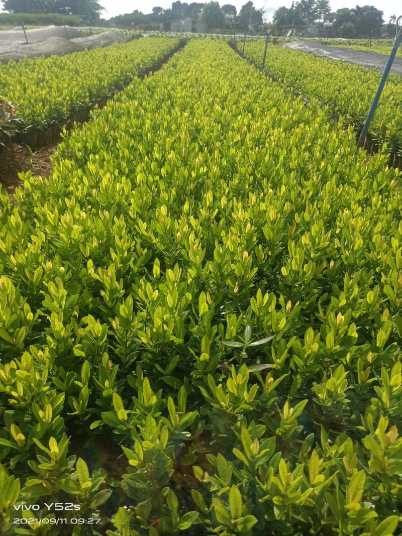 精品小叶龙船花，5万现货，