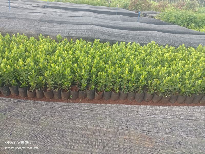 精品小叶龙船花，5万现货，