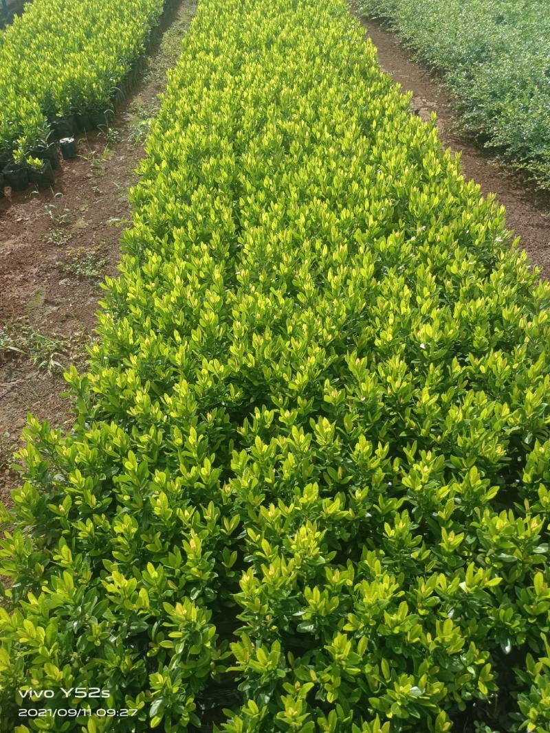 精品小叶龙船花，5万现货，