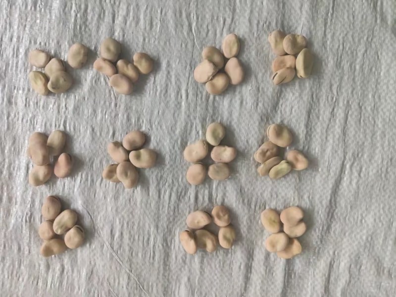 蚕豆