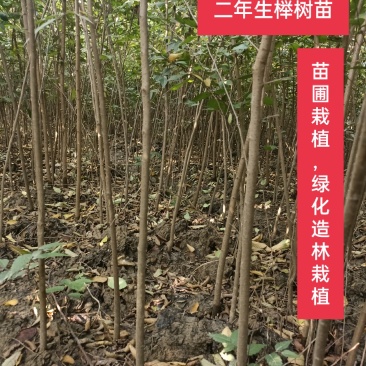 【榉树】二年生榉树苗，绿化造林用苗，苗圃栽植，庭院栽植