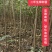 【榉树】二年生榉树苗，绿化造林用苗，苗圃栽植，庭院栽植