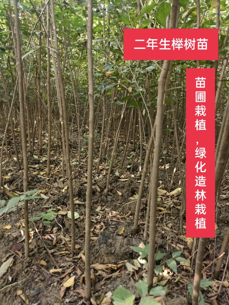 【榉树】二年生榉树苗，绿化造林用苗，苗圃栽植，庭院栽植