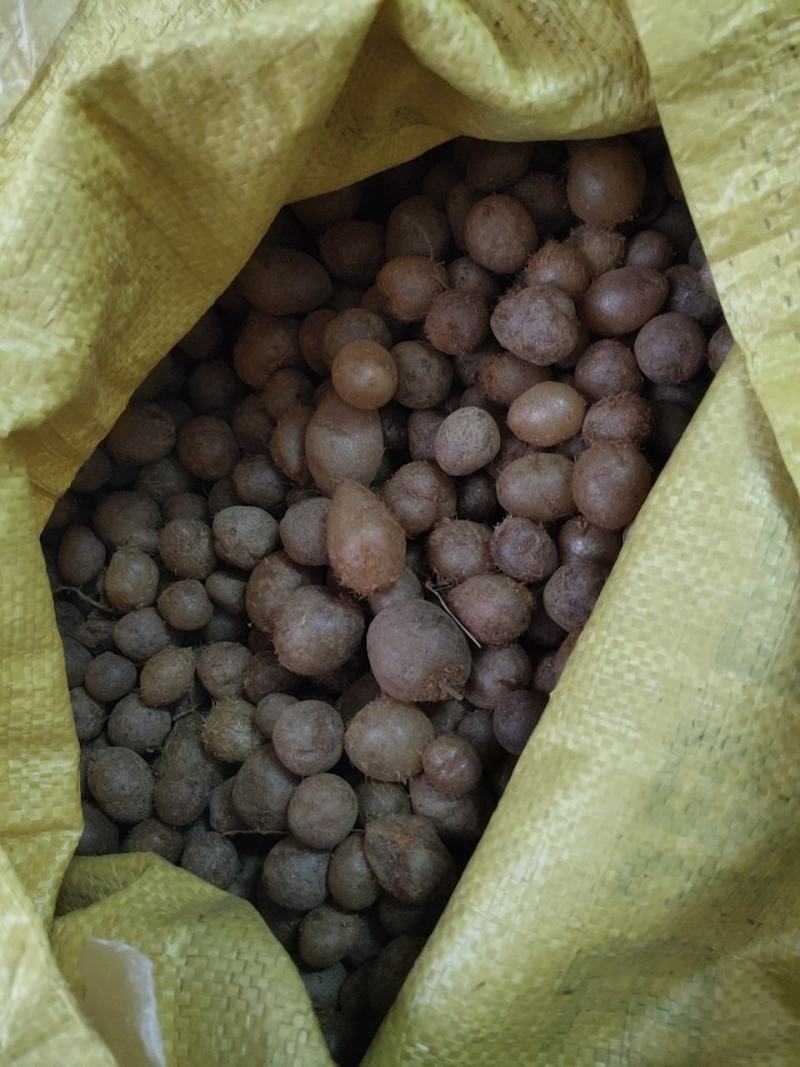 石黄皮批发广西百色一手货源