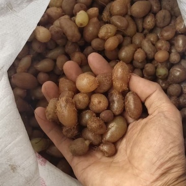 石黄皮批发广西百色一手货源