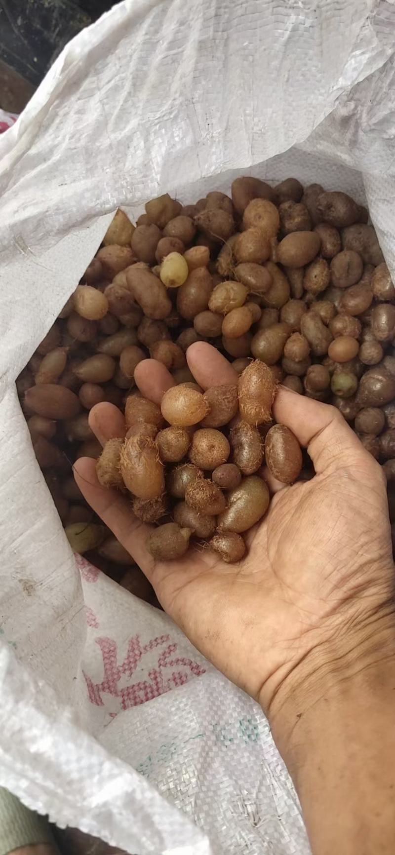 石黄皮批发广西百色一手货源