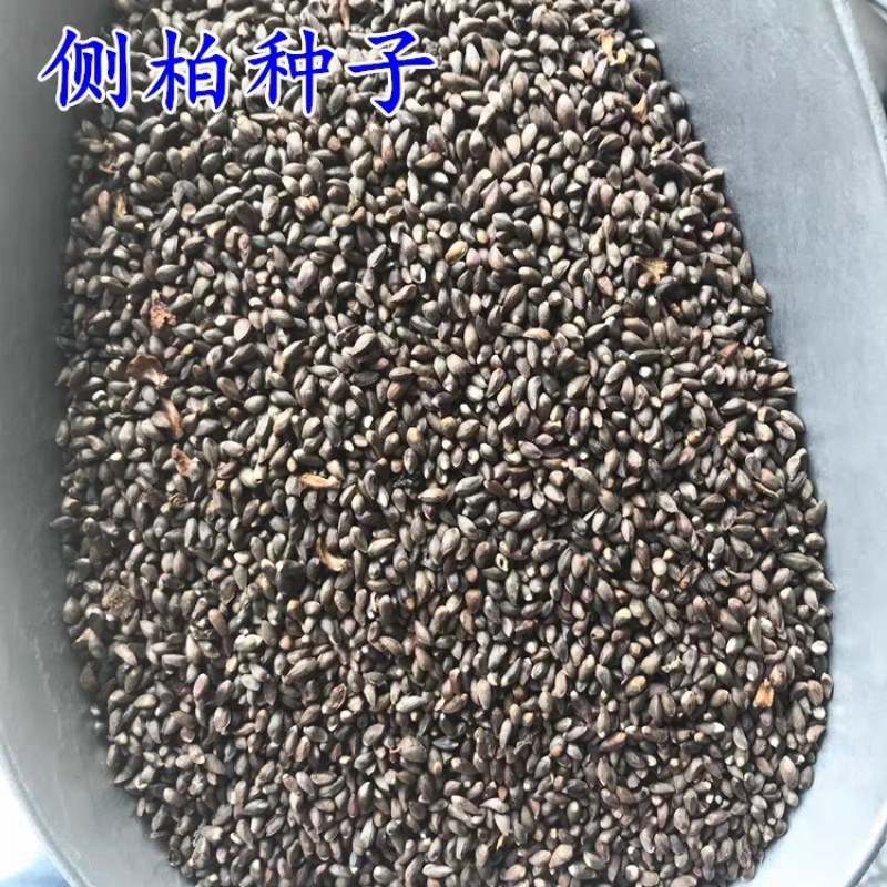 优质新采侧柏种子侧柏树种子柏树种子扁柏种子散装野生育苗林