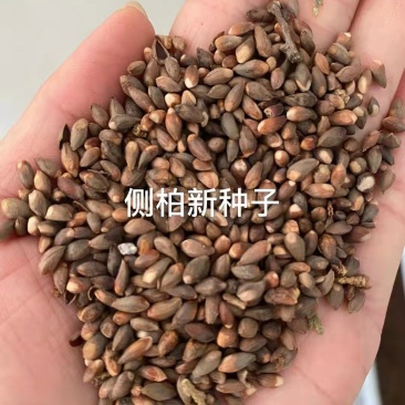 优质新采侧柏种子侧柏树种子柏树种子扁柏种子散装野生育苗林
