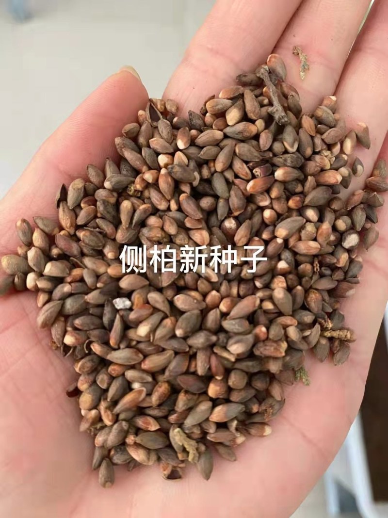 优质新采侧柏种子侧柏树种子柏树种子扁柏种子散装野生育苗林
