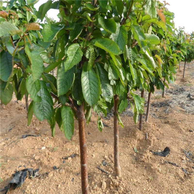 车厘子苗嫁接樱桃苗果树苗盆栽地栽樱桃树苗南北方种植苗当年
