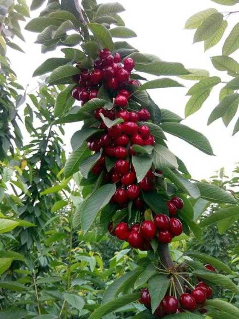 车厘子苗嫁接樱桃苗果树苗盆栽地栽樱桃树苗南北方种植苗当年