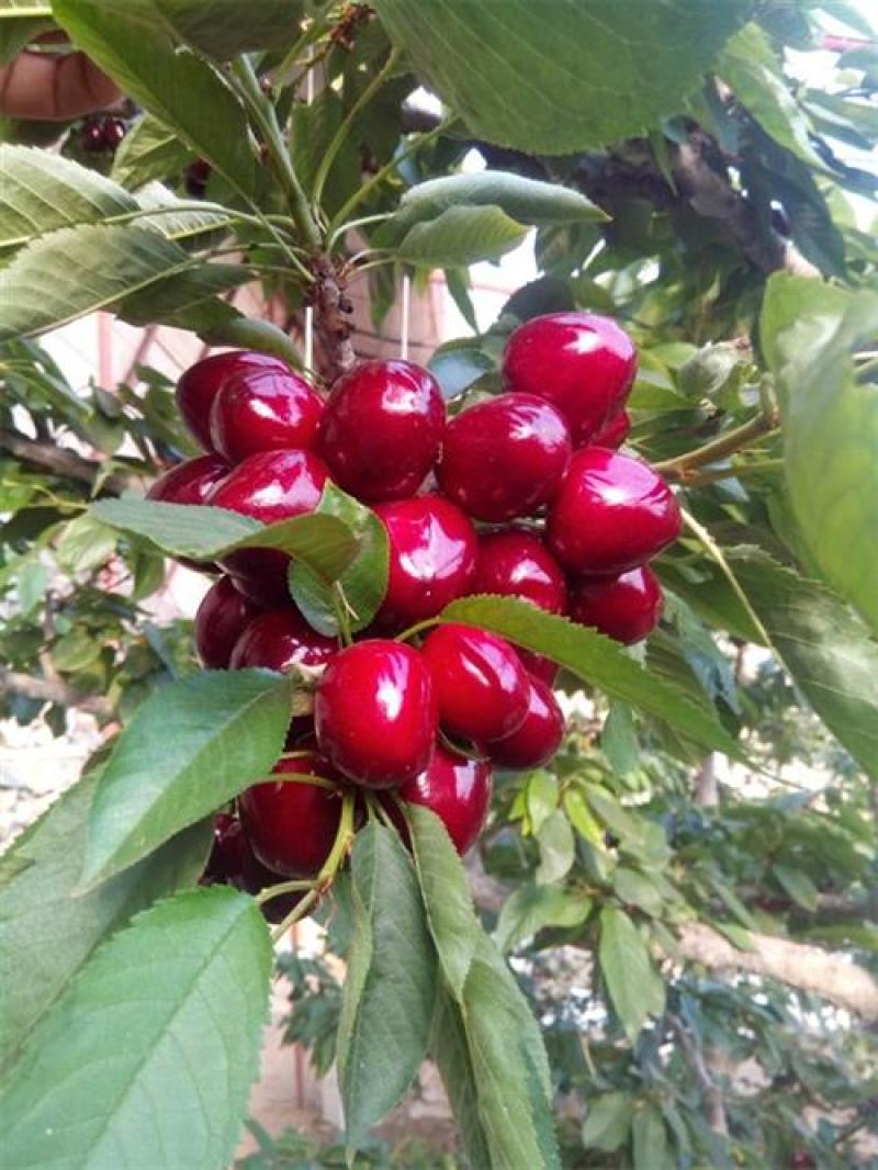 车厘子苗嫁接樱桃苗果树苗盆栽地栽樱桃树苗南北方种植苗当年