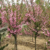 庭院地栽大型高杆海棠树苗西府海棠垂丝海棠花耐寒植物花北美