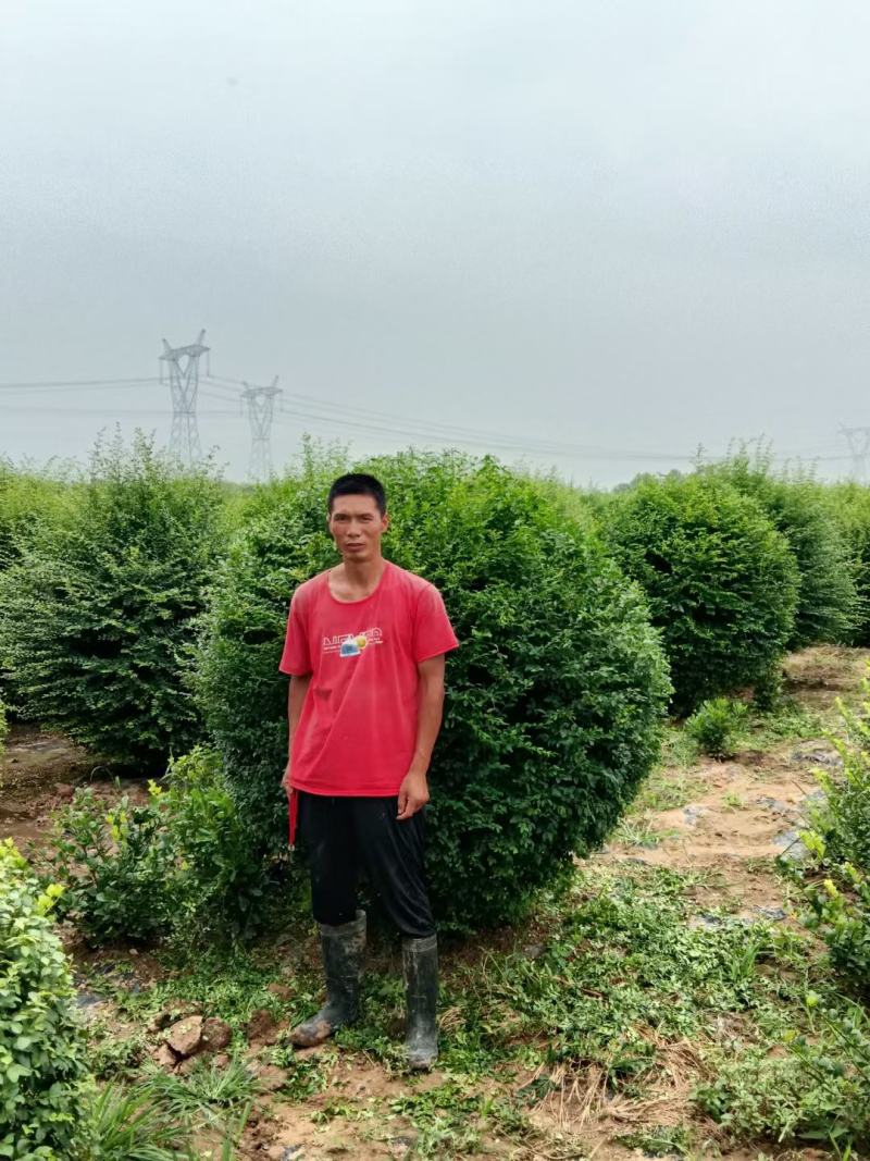 小叶女贞精球，陕西小叶女贞，小叶女贞基地，小叶女贞产地直