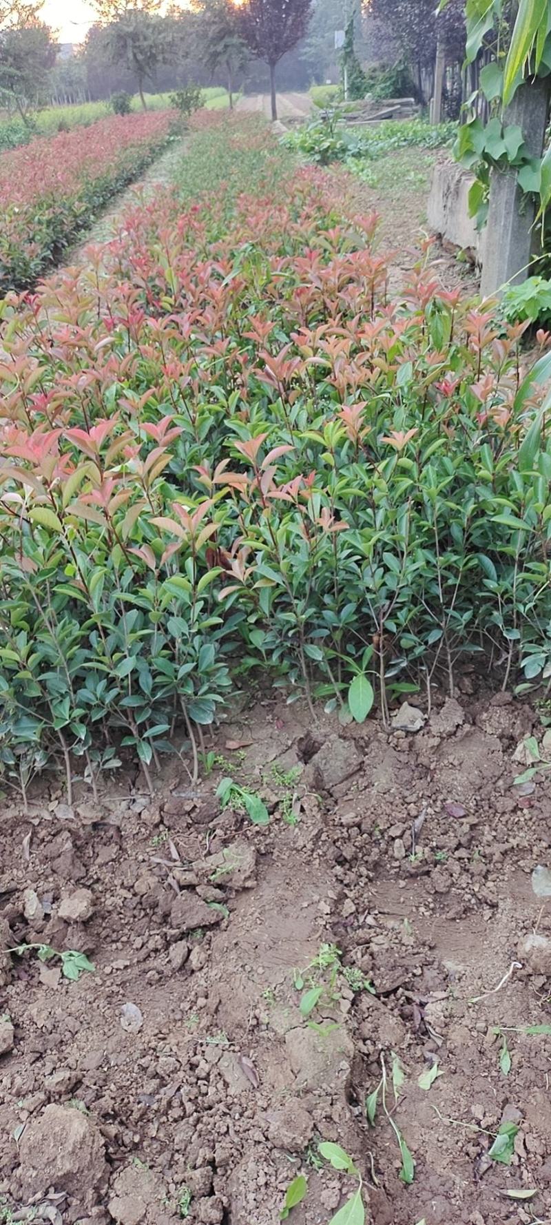 营养杯红叶石楠，营养杯石楠，红叶石楠基地，红叶石楠产地直