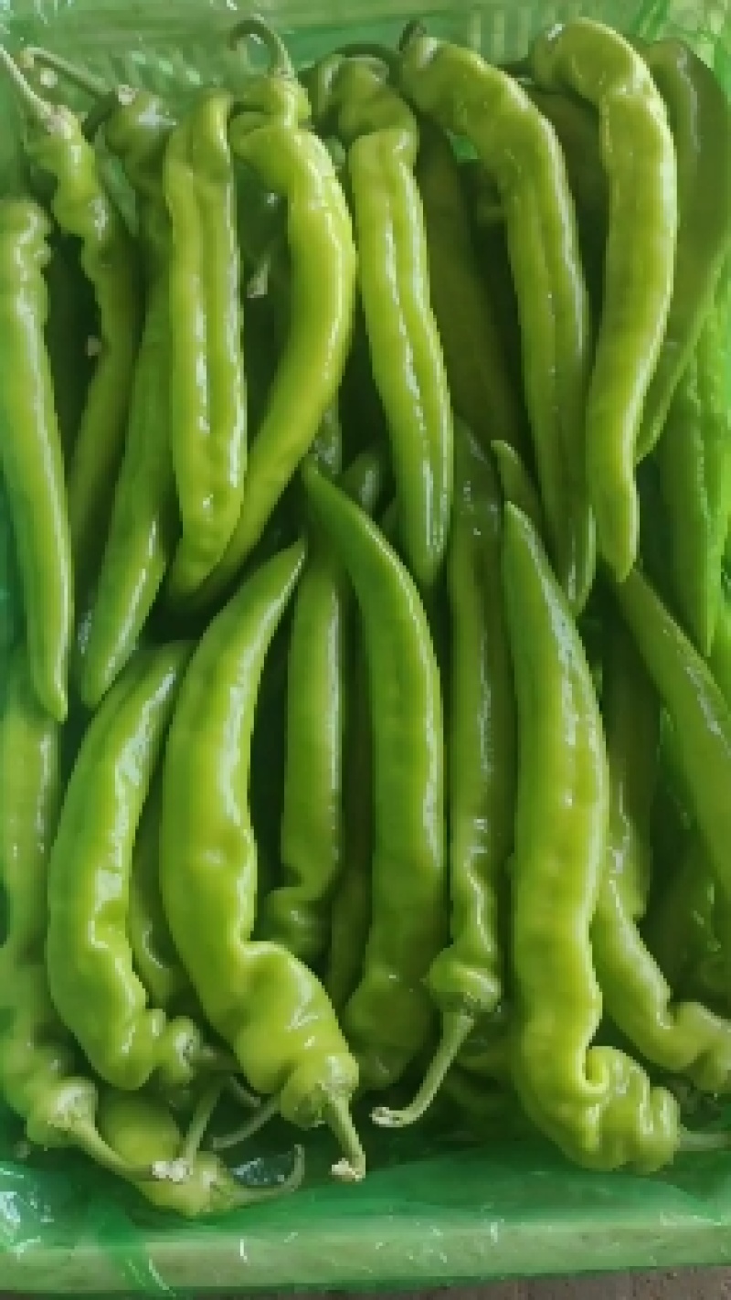 黄皮尖椒