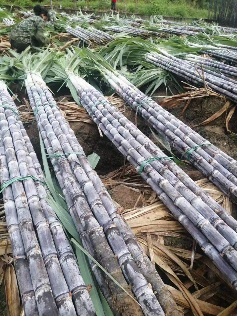 精品广西黑皮甘蔗质量好节长脆甜汁多一手货源诚信经营