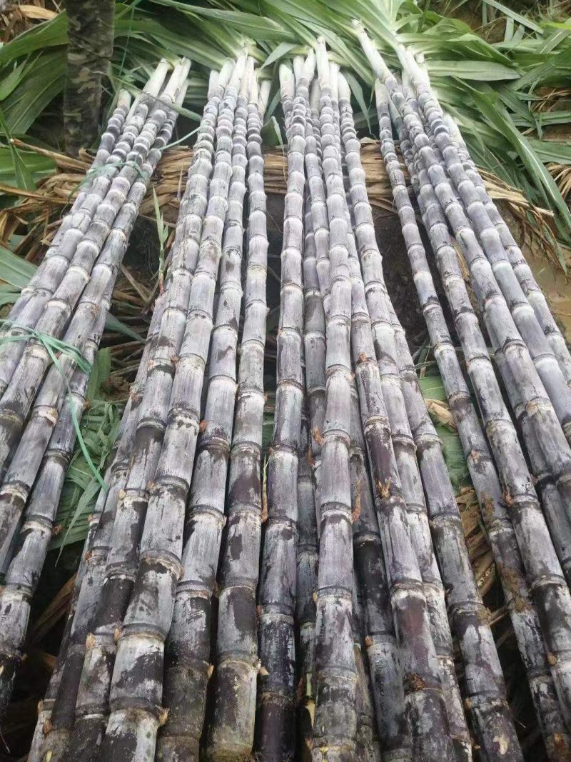 精品广西黑皮甘蔗质量好节长脆甜汁多一手货源诚信经营