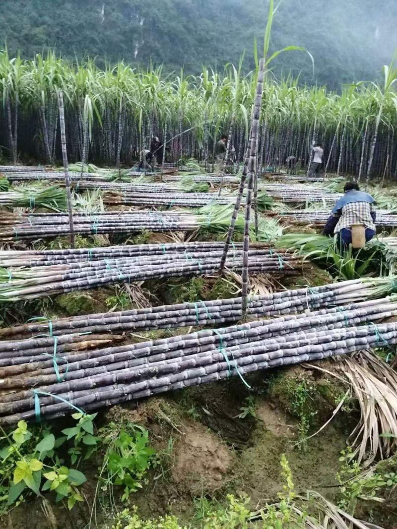 黑皮甘蔗清甜可口产地批发可实地考察看货品质佳