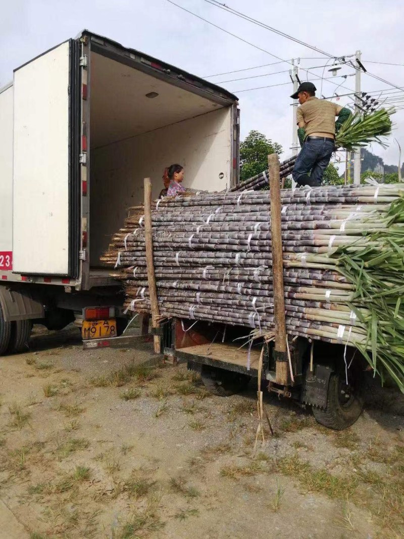 黑皮甘蔗清甜可口产地批发可实地考察看货品质佳